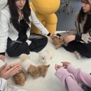 망미동물병원 | 망미역 강아지분양 유독 나와 맞는 반려견 찾는 현명한 준비