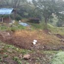 비야비야 이미지