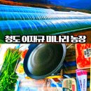 이재규 | 청도 이재규 미나리 농장 판매장 삼겹살 후기 부산 근교 가볼만한곳