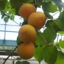 성균농장 이미지