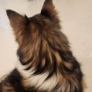 꼬야애견 | 전주 신시가지 애견카페 추천 쿠치로