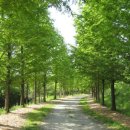 파주삼릉 이미지