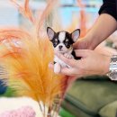 몽몽아 강아지분양 남양주본점 | 남양주강아지분양 펫샵 고르는 꿀팁.