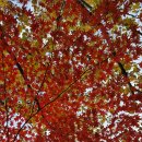 강천산군립공원 이미지