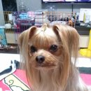 이쁘개 이쁘개 이미지