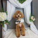 마린시티그루밍 이미지