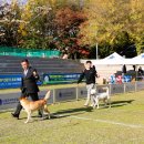 서울애견 이미지