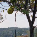 영천고추방앗간 이미지