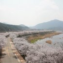 라제통문벚꽃길 이미지