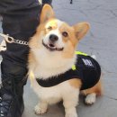 푸자 MBN