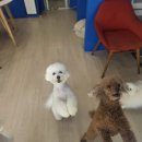 지아 애견샵 이미지