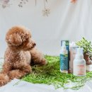 스퀘어독스 펫 이미지