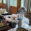 애견동반맛집 홍천화로구이 비발디파크점후기.홍천여행