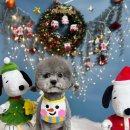 초량애견 이미지