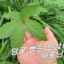 [돌외, 칠엽담] 덩굴 나가는 산삼 사포닌 50배 이상으로 폭탄 / 혈당수치, 당화혈색소 뚝뚝 내린다. 이미지