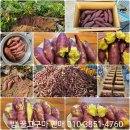 증평 햇밤 고구마 .꿀 고구마.미백 찰옥수수 주문 받습니다. 이미지