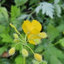 숲놀이 지도사 이미지