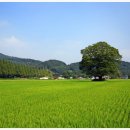 신평마을 이미지