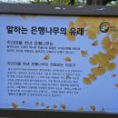 말하는은행나무 이미지