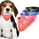 대성애견 이미지