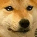 피카소동물병원 이미지