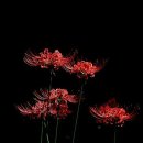 영광잔디 이미지