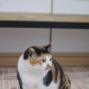 야옹동물병원 이미지