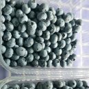 블루베리 생과 이미지