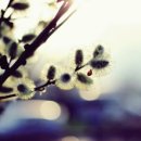 바자르시크 이미지