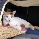 명당초등학교 이미지