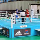 용인대NEW복싱 이미지