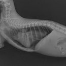 태산동물병원 이미지