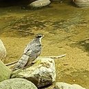 70년 팔공산 기도터 정리, 석 달 만에…담비·참매 돌아왔다 이미지