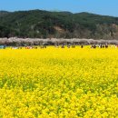 2024 삼척맹방 유채꽃축제 이미지