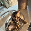 파주고양이미용 반하나캣 이미지