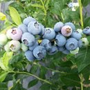 태호농장 이미지