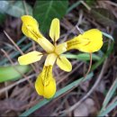 봄에새싹 이미지