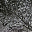 삼익 아파트 | 부산 대신동 벚꽃 명소 삼익아파트 야경 산책 후기 신혼부부 봄 데이트 추천