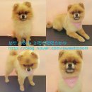 멍멍스타 이미지