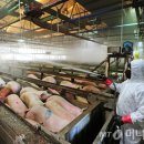 유행농장 이미지