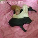 홈브리딩