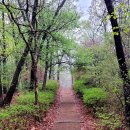 소망의 나무 이미지