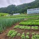 금비농장 이미지