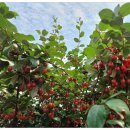 안만순농장 이미지