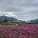 진도행복한무화과