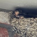 로뎅853-1 이미지