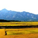 황금들녁 이미지