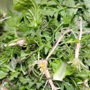 가덕도청솔식당 이미지