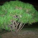 도화공인중개사사무소 이미지