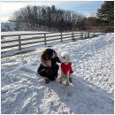 앵두목장 | 대관령 양떼목장 애견 동반 가능